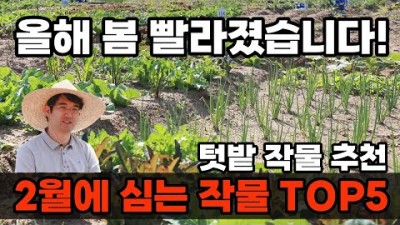 2월에 심을 수 있는 텃밭 노지 작물 완두콩, 대파, 시금치, 열무, 감자, 마늘 심는 시기 및 심는 방법 정보[출처:유튜브-스마트한농부]