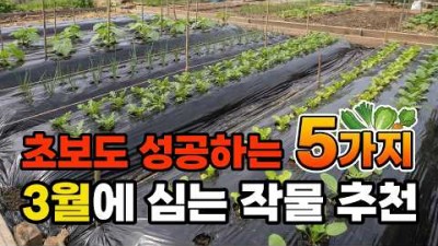 3월 파종 심는 채소, 파종 시기 및 재배 방법 주의사항, 3월 심기 좋은 채소 얼갈이배추, 상추, 애호박, 쑥갓, 양파 심는 방법 파종 방법 및 주의사항 정보