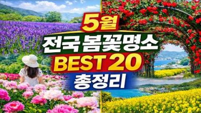 봄 꽃 여행지 가볼만한 곳, 5월 가봐야 할 국내 봄꽃여행지 추천 정보, 작약꽃명소, 장미축제, 보라색 유채꽃밭, 철쭉명소, 장미축제 갈만한 곳 추천 정보
