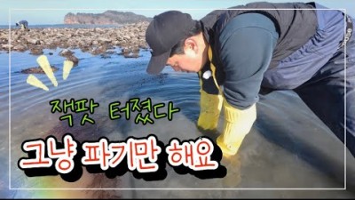 겨울 해루질 개조개, 살조개 해루질 조황 정보