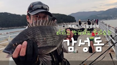 거제도 방파제 낚시 갈만한 곳, 거제 지세포방파제 낚시 감성돔 낚시 포인트 및 조황 정보[출처:유튜버-감성돔친구]