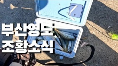 부산 영도 낚시 포인트 및 조황 정보, 부산 영도권 낚시 가볼만한 곳[출처:유튜버-메가리조사]
