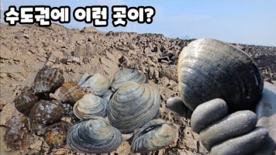 수도권 개조개 해루질 가볼만한 곳, 개조개 포인트 보는 법, 영흥도 개조개 해루질